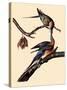 Passenger Pigeons-John James Audubon-Stretched Canvas