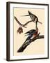 Passenger Pigeons-John James Audubon-Framed Giclee Print