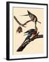 Passenger Pigeons-John James Audubon-Framed Giclee Print