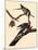 Passenger Pigeons-John James Audubon-Mounted Giclee Print