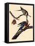 Passenger Pigeons-John James Audubon-Framed Stretched Canvas