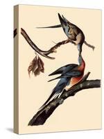 Passenger Pigeons-John James Audubon-Stretched Canvas