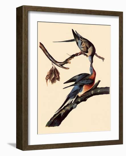 Passenger Pigeons-John James Audubon-Framed Giclee Print