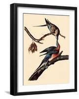 Passenger Pigeons-John James Audubon-Framed Giclee Print