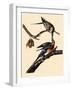 Passenger Pigeons-John James Audubon-Framed Giclee Print