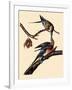 Passenger Pigeons-John James Audubon-Framed Giclee Print