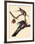 Passenger Pigeons-John James Audubon-Framed Giclee Print