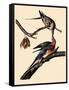Passenger Pigeons-John James Audubon-Framed Stretched Canvas