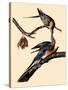 Passenger Pigeons-John James Audubon-Stretched Canvas