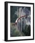 Passenger Train on Rock Bridge, Switzerland-Gavriel Jecan-Framed Photographic Print