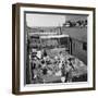 Passengers Sunbathing on a Cunard Line Cruise to the West Indies, January-March 1931-null-Framed Photographic Print