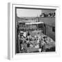 Passengers Sunbathing on a Cunard Line Cruise to the West Indies, January-March 1931-null-Framed Photographic Print