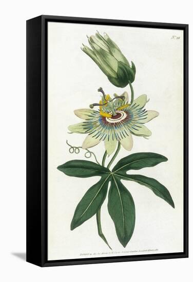Passiflora Caerulea-William Curtis-Framed Stretched Canvas