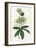 Passiflora Caerulea-William Curtis-Framed Art Print