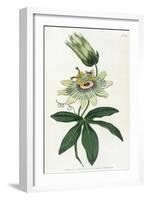 Passiflora Caerulea-William Curtis-Framed Art Print