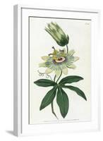 Passiflora Caerulea-William Curtis-Framed Art Print