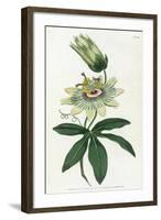 Passiflora Caerulea-William Curtis-Framed Art Print