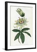 Passiflora Caerulea-William Curtis-Framed Art Print