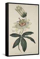 Passiflora Coerulea (Common Passion Flower), from the Botanical Magzaine or Flower Garden Displayed-English School-Framed Stretched Canvas