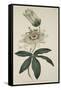 Passiflora Coerulea (Common Passion Flower), from the Botanical Magzaine or Flower Garden Displayed-English School-Framed Stretched Canvas