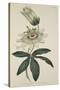 Passiflora Coerulea (Common Passion Flower), from the Botanical Magzaine or Flower Garden Displayed-English School-Stretched Canvas