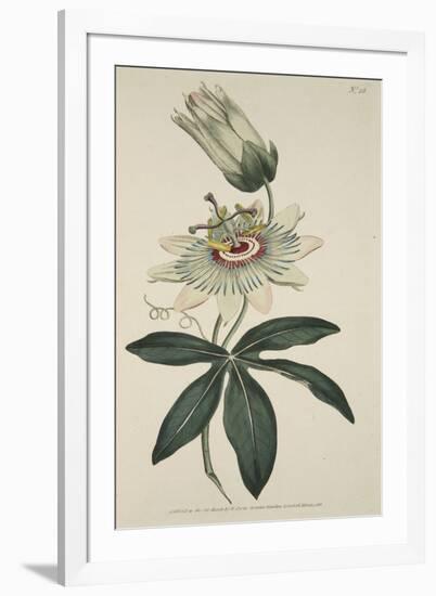 Passiflora Coerulea (Common Passion Flower), from the Botanical Magzaine or Flower Garden Displayed-English School-Framed Giclee Print