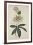 Passiflora Coerulea (Common Passion Flower), from the Botanical Magzaine or Flower Garden Displayed-English School-Framed Giclee Print