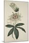 Passiflora Coerulea (Common Passion Flower), from the Botanical Magzaine or Flower Garden Displayed-English School-Mounted Giclee Print