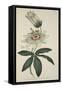 Passiflora Coerulea (Common Passion Flower), from the Botanical Magzaine or Flower Garden Displayed-English School-Framed Stretched Canvas