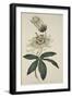 Passiflora Coerulea (Common Passion Flower), from the Botanical Magzaine or Flower Garden Displayed-English School-Framed Giclee Print