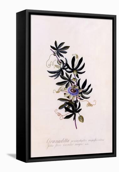 Passiflora Granadilla, C.1745-Georg Dionysius Ehret-Framed Stretched Canvas