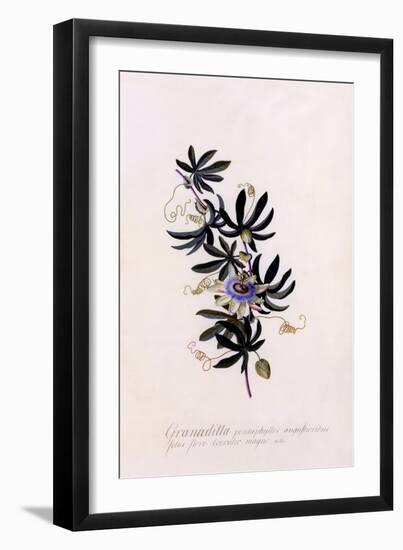 Passiflora Granadilla, C.1745-Georg Dionysius Ehret-Framed Giclee Print