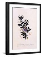 Passiflora Granadilla, C.1745-Georg Dionysius Ehret-Framed Giclee Print