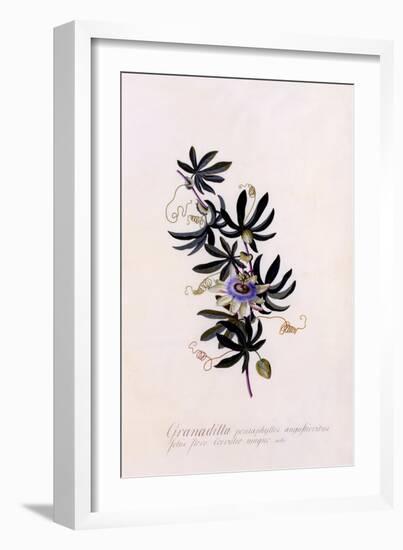 Passiflora Granadilla, C.1745-Georg Dionysius Ehret-Framed Giclee Print