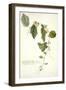 Passiflora Holosericea (Passion Flower)-Georg Dionysius Ehret-Framed Premium Giclee Print