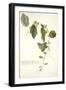 Passiflora Holosericea (Passion Flower)-Georg Dionysius Ehret-Framed Premium Giclee Print