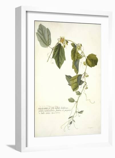 Passiflora Holosericea (Passion Flower)-Georg Dionysius Ehret-Framed Premium Giclee Print