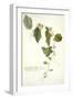 Passiflora Holosericea (Passion Flower)-Georg Dionysius Ehret-Framed Premium Giclee Print