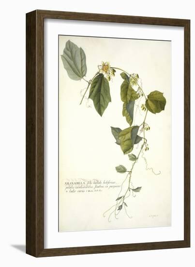 Passiflora Holosericea (Passion Flower)-Georg Dionysius Ehret-Framed Giclee Print