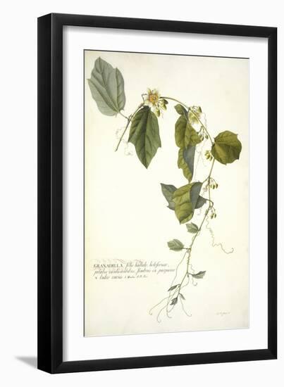 Passiflora Holosericea (Passion Flower)-Georg Dionysius Ehret-Framed Giclee Print