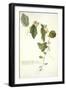 Passiflora Holosericea (Passion Flower)-Georg Dionysius Ehret-Framed Giclee Print
