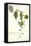 Passiflora Holosericea (Passion Flower)-Georg Dionysius Ehret-Framed Stretched Canvas