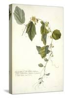 Passiflora Holosericea (Passion Flower)-Georg Dionysius Ehret-Stretched Canvas