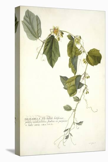 Passiflora Holosericea (Passion Flower)-Georg Dionysius Ehret-Stretched Canvas