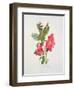 Passiflora Princess Eugenia, C.1980-Brenda Moore-Framed Giclee Print