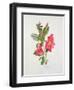 Passiflora Princess Eugenia, C.1980-Brenda Moore-Framed Giclee Print