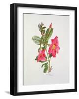 Passiflora Princess Eugenia, C.1980-Brenda Moore-Framed Giclee Print