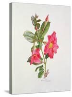 Passiflora Princess Eugenia, C.1980-Brenda Moore-Stretched Canvas