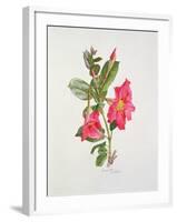 Passiflora Princess Eugenia, C.1980-Brenda Moore-Framed Giclee Print