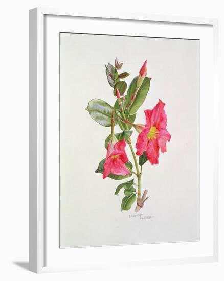 Passiflora Princess Eugenia, C.1980-Brenda Moore-Framed Giclee Print